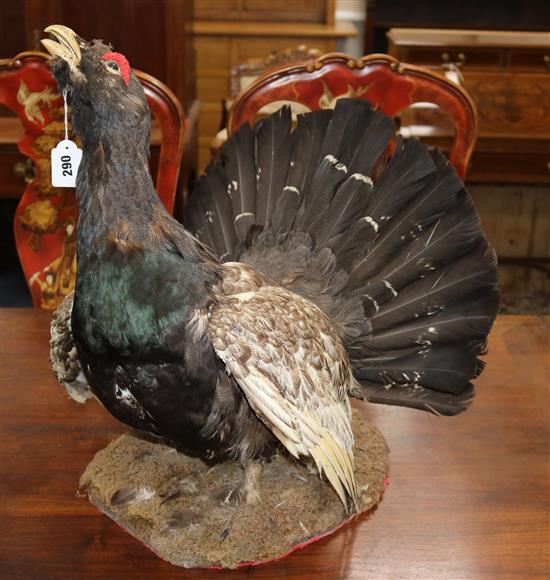 A taxidermy capercallie